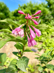 A young weigela bush in Patroclus Bay in August. Russia, Vladivostok city