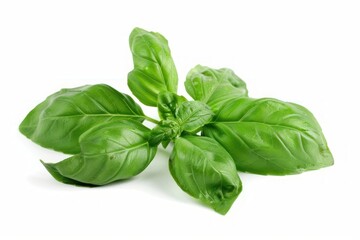 Fototapeta premium Fresh green basil leaves herb