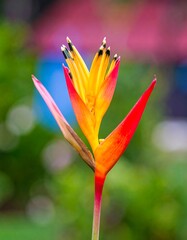 Vibrant orange and red tropical flower with blurred background