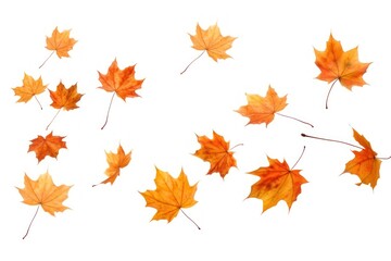 Fototapeta premium Wild maple leaves plant leaf tree.