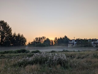 Golden morning fog embraces wildflowers at sunrise in harmony.