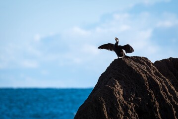 Cormorant bird perched on a rock by the ocean at Mount Maunganui, New Zealand