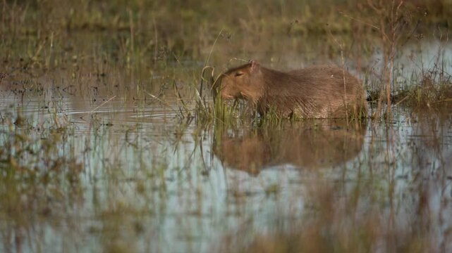 Capybara (Hydrochoerus hydrochaeris) partially submerged in shallow wetland water, feeding on aquatic plants, Iber&aacute; wetlands, Argentina.