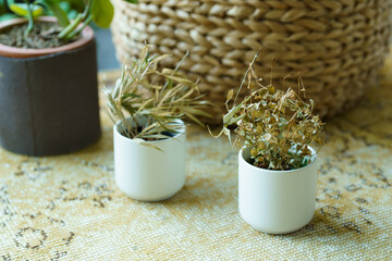 枯れてしまった観葉植物の鉢