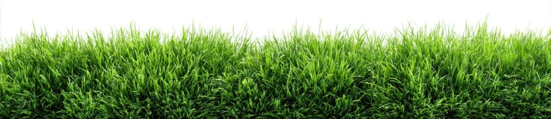 Obraz premium Lush green grass field