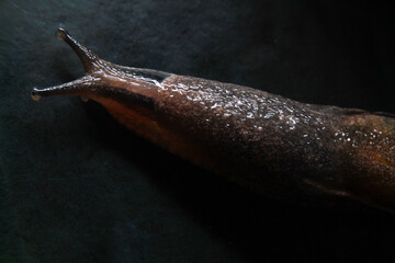 There is a butterfly on the leaf.