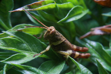 Brown grasshopper on the treetop
