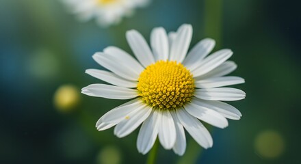 Obraz premium 美しい白いデイジーの花