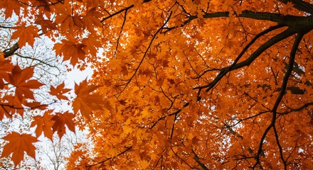 紅葉の美しい風景写真