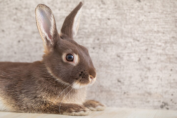 うさぎ・スタジオ撮影