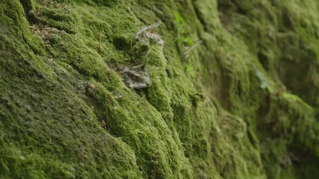 Vibrant green moss covering an old stone wall surface.