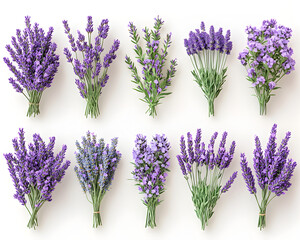 lavender isolated on white background