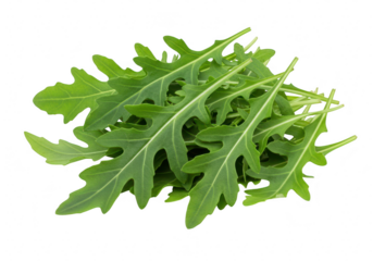 Fresh arugula leaves isolated on transparent background