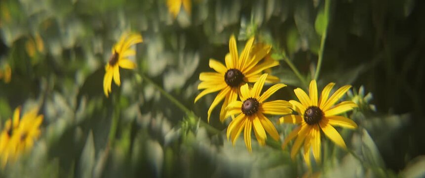 Close-up of Rudbeckia hirta flower 4K anamorphic video.