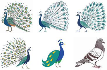 A cute set of colorful cartoon peacock and bird vector illustrations with nature and feather patterns