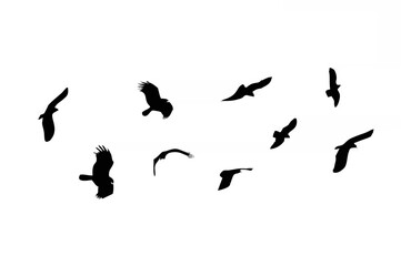 Flock of birds backlit isolat...