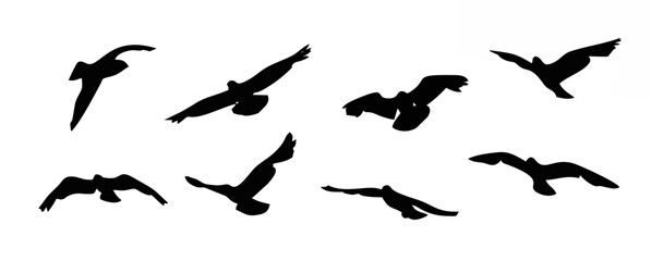 Flying bird silhouette. Birds...