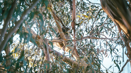 sleeping koala on a tree