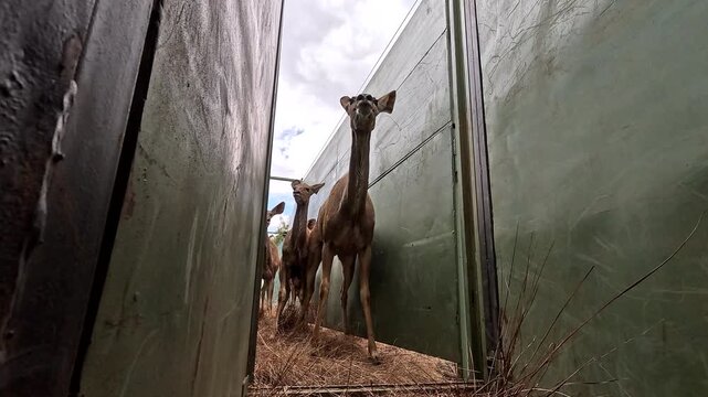 Low POV shot of young skittish kudu game capture in farm boma for relocation