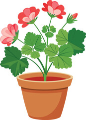 Geranium in clay pot