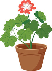 Geranium in clay pot