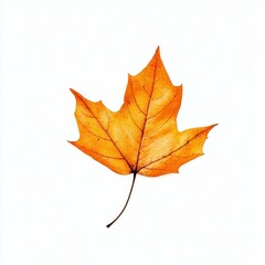 Fototapeta premium An autumn leaf isolated nature maple.