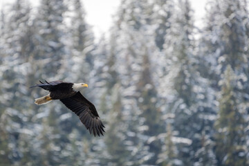Bald Eagle Flying Alaska