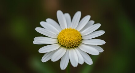 Obraz premium 美しい白い花 デイジー