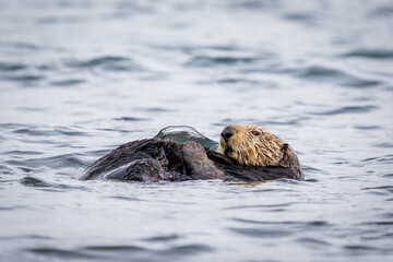 Fototapeta premium Sea Otter 