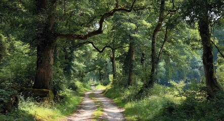 Obraz premium Sunlight-drenched woodland path