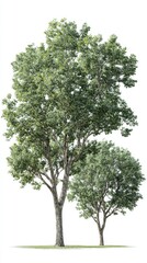 Obraz premium Two trees against a white background