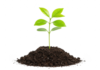 A young green plant sprout growing from soil, isolated on transparent background