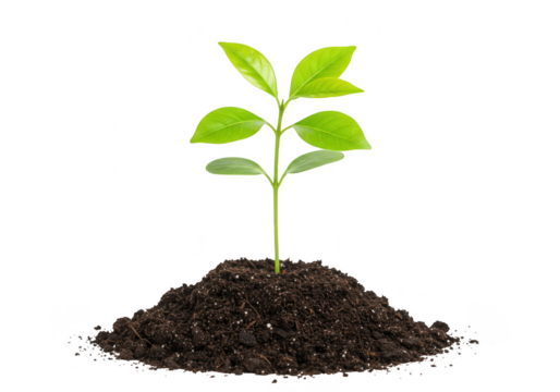 A young green plant sprout growing from soil, isolated on transparent background