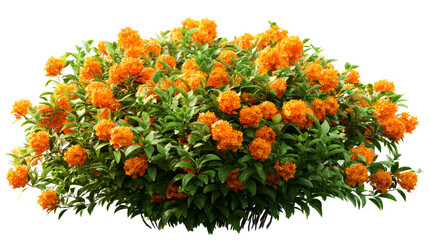 Vibrant Orange Flower Bush with Lush Green Foliage, cut out transparent