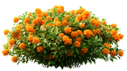Vibrant Orange Flower Bush with Lush Green Foliage, cut out transparent
