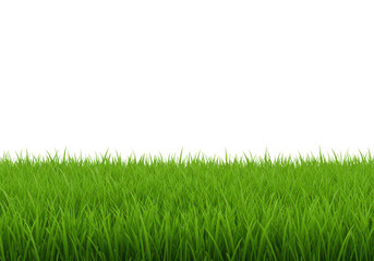 Fototapeta premium Green grass isolated on transparent background