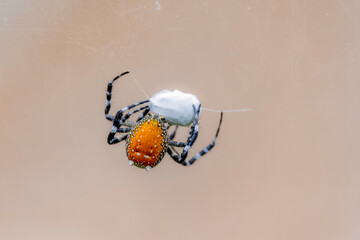 A spider and prey on web
