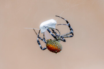 A spider and prey on web
