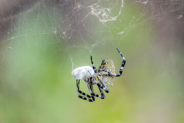 A spider and prey on web