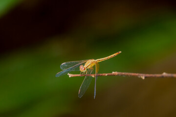 macro of a dragonfly on a branch
