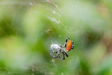 A spider and prey on web