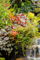 A Bromeliad in the garden