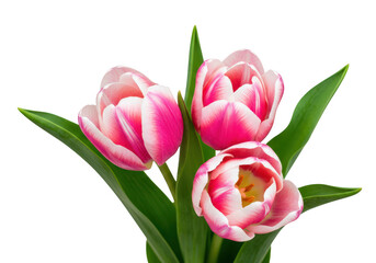 Fototapeta premium Three pink and white tulips isolated on transparent background