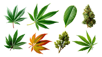 Botanical Variety: A vibrant display of cannabis leaves and buds showcases the beauty and diversity of the plant.