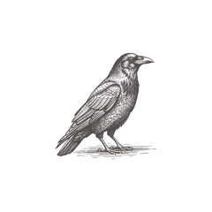 Raven bird vintage detailed engraving