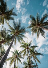Coconut palm trees sky outdoors tropical.