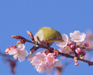 メジロと河津桜