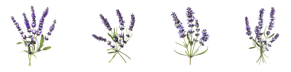 Fototapeta premium Collection of Lavender Stems, showcasing the beauty fragrance of the plant