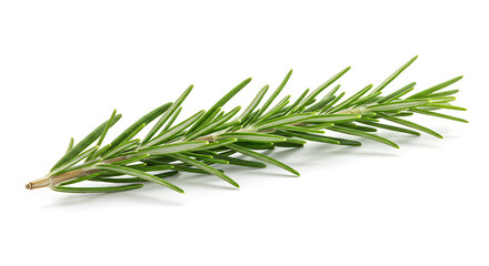 Fototapeta premium Fresh organic rosemary herb isolated on white background for cooking, seasoning, and natural spice concept