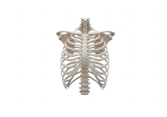 Human ribcage skeleton isolated on transparent background